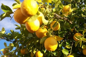 lemon copy